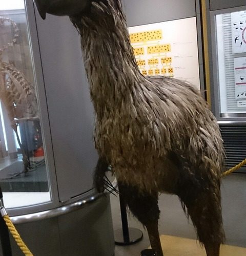 【我孫子】日本唯一の鳥類単科の博物館「我孫子市鳥の博物館」